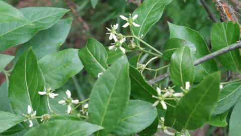 Fotografia da espécie Euonymus europaeus