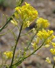 Fotografia da espécie Sisymbrium austriacum