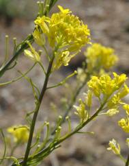 Sisymbrium austriacum subesp. chrysanthum