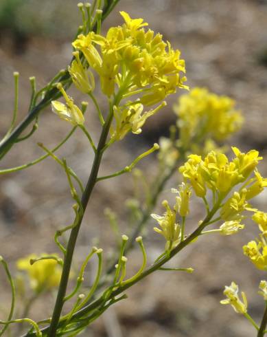 Fotografia de capa Sisymbrium austriacum subesp. chrysanthum - do Jardim Botânico