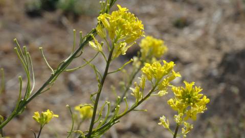 Fotografia da espécie Sisymbrium austriacum subesp. chrysanthum