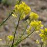 Fotografia 1 da espécie Sisymbrium austriacum subesp. chrysanthum do Jardim Botânico UTAD