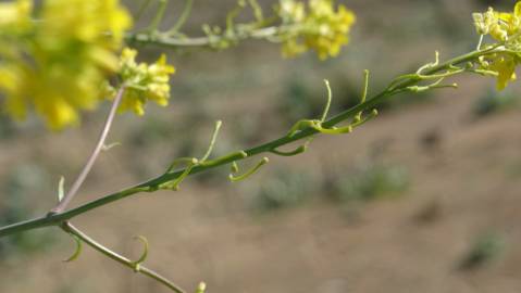 Fotografia da espécie Sisymbrium austriacum subesp. chrysanthum