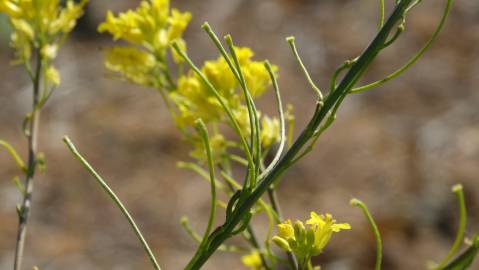 Fotografia da espécie Sisymbrium austriacum subesp. chrysanthum