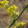 Fotografia 3 da espécie Sisymbrium austriacum subesp. chrysanthum do Jardim Botânico UTAD