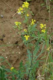 Fotografia da espécie Sisymbrium austriacum subesp. chrysanthum