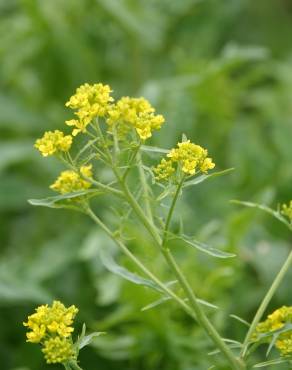 Fotografia 5 da espécie Sisymbrium austriacum subesp. chrysanthum no Jardim Botânico UTAD