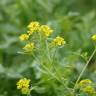 Fotografia 5 da espécie Sisymbrium austriacum subesp. chrysanthum do Jardim Botânico UTAD