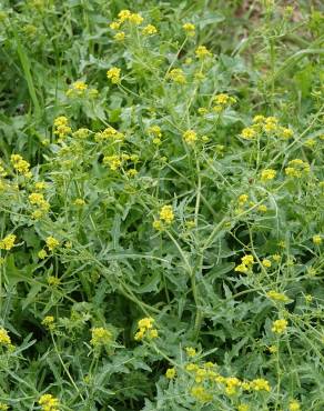 Fotografia 6 da espécie Sisymbrium austriacum subesp. chrysanthum no Jardim Botânico UTAD