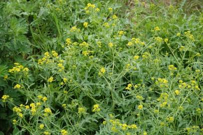 Fotografia da espécie Sisymbrium austriacum subesp. chrysanthum