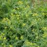 Fotografia 6 da espécie Sisymbrium austriacum subesp. chrysanthum do Jardim Botânico UTAD