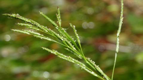 Fotografia da espécie Glyceria declinata