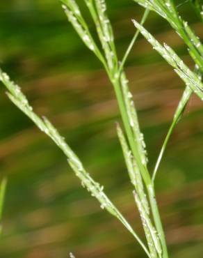 Fotografia 8 da espécie Glyceria declinata no Jardim Botânico UTAD