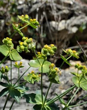 Fotografia 16 da espécie Euphorbia serrata no Jardim Botânico UTAD