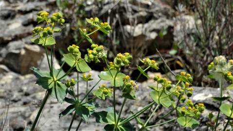 Fotografia da espécie Euphorbia serrata