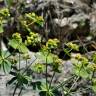 Fotografia 16 da espécie Euphorbia serrata do Jardim Botânico UTAD