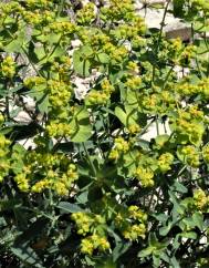 Euphorbia serrata