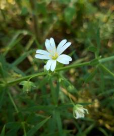 Fotografia da espécie Stellaria holostea