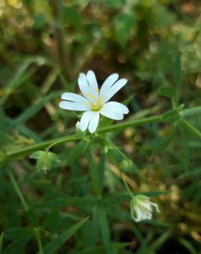 Fotografia 14 da espécie Stellaria holostea no Jardim Botânico UTAD