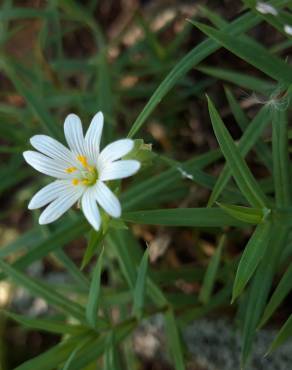 Fotografia 15 da espécie Stellaria holostea no Jardim Botânico UTAD