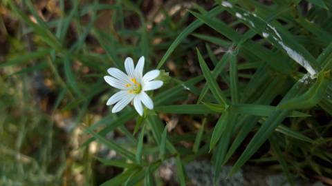 Fotografia da espécie Stellaria holostea