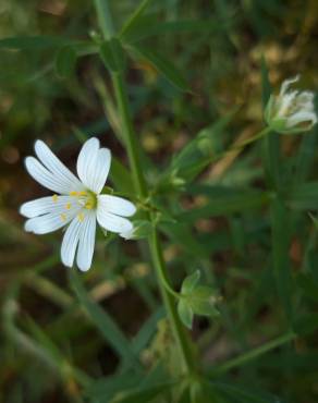 Fotografia 16 da espécie Stellaria holostea no Jardim Botânico UTAD