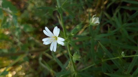 Fotografia da espécie Stellaria holostea