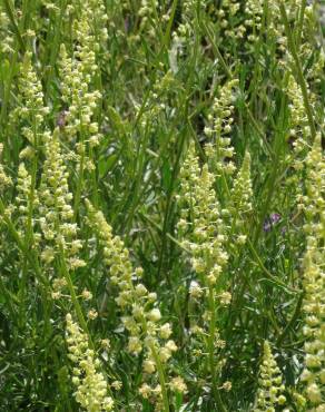 Fotografia 1 da espécie Reseda lutea subesp. lutea no Jardim Botânico UTAD