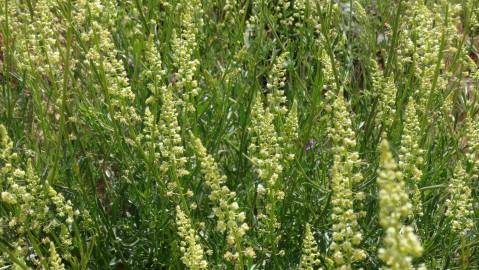 Fotografia da espécie Reseda lutea subesp. lutea