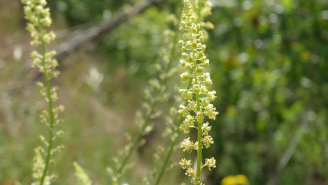 Fotografia da espécie Reseda lutea subesp. lutea