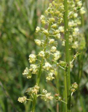 Fotografia 19 da espécie Reseda lutea subesp. lutea no Jardim Botânico UTAD