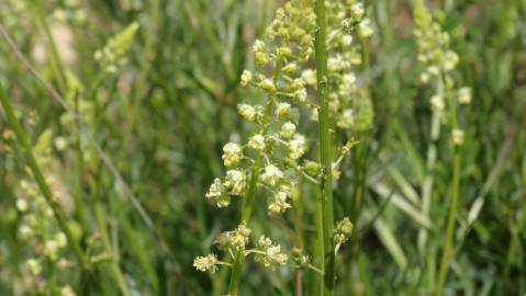 Fotografia da espécie Reseda lutea subesp. lutea