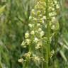 Fotografia 19 da espécie Reseda lutea subesp. lutea do Jardim Botânico UTAD