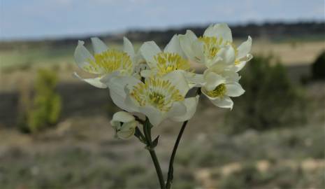 Fotografia da espécie Thalictrum tuberosum