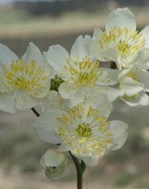 Fotografia 8 da espécie Thalictrum tuberosum no Jardim Botânico UTAD