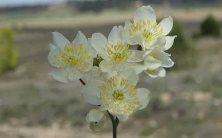 Fotografia da espécie Thalictrum tuberosum