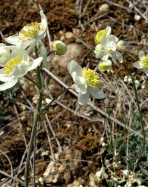 Fotografia 9 da espécie Thalictrum tuberosum no Jardim Botânico UTAD