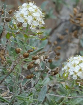 Fotografia 1 da espécie Hormathophylla spinosa no Jardim Botânico UTAD