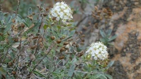 Fotografia da espécie Hormathophylla spinosa