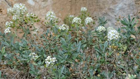 Fotografia da espécie Hormathophylla spinosa