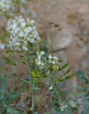 Fotografia 3 da espécie Hormathophylla spinosa no Jardim Botânico UTAD