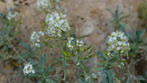 Fotografia da espécie Hormathophylla spinosa