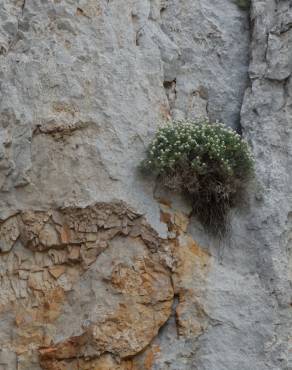 Fotografia 4 da espécie Hormathophylla spinosa no Jardim Botânico UTAD