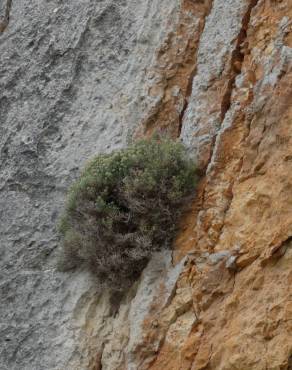 Fotografia 5 da espécie Hormathophylla spinosa no Jardim Botânico UTAD