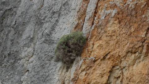 Fotografia da espécie Hormathophylla spinosa