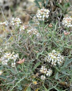 Fotografia 6 da espécie Hormathophylla spinosa no Jardim Botânico UTAD