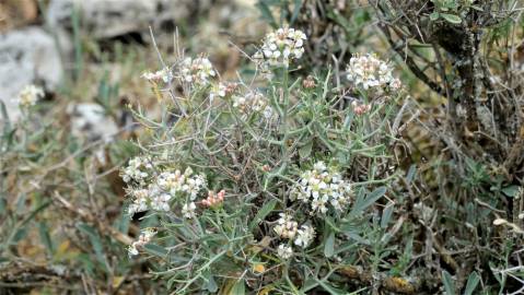 Fotografia da espécie Hormathophylla spinosa