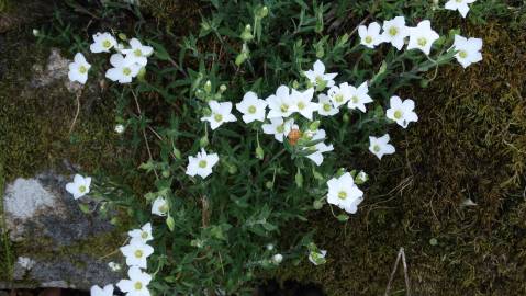 Fotografia da espécie Arenaria montana subesp. montana