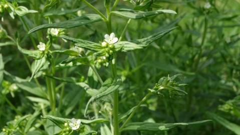 Fotografia da espécie Lithospermum officinale