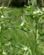 Fotografia da espécie Lithospermum officinale